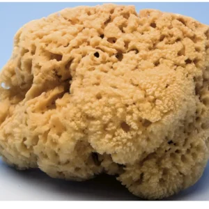 Esponja marina natural