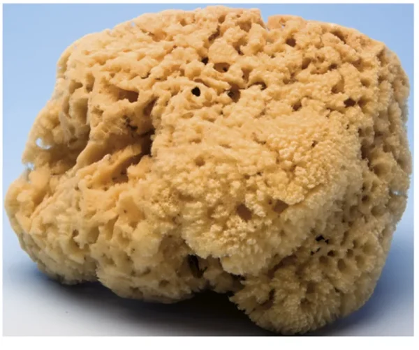 Esponja marina natural